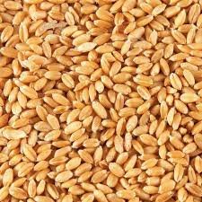 Premium Wheat Seeds